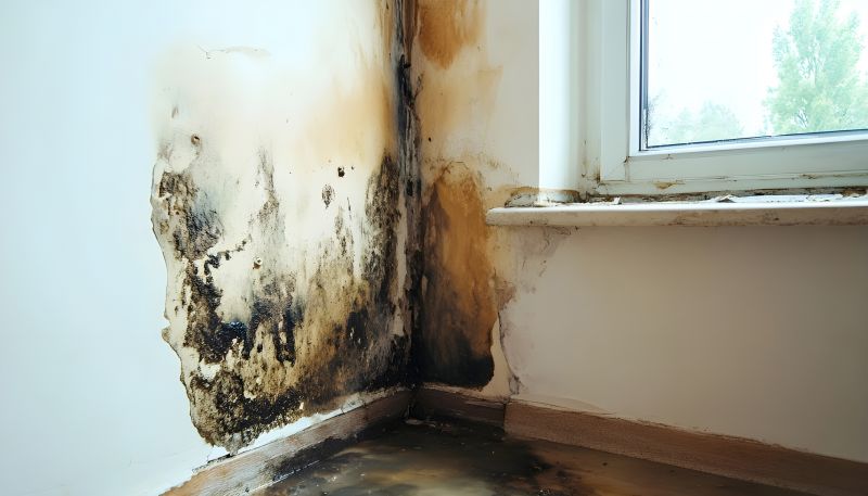 Attic Mold Remediation in Broward County, FL
