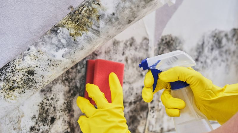 Basement Mold Remediation in West Palm Beach, FL