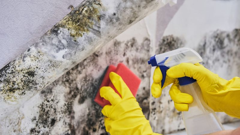 Basement Mold Removal in Jupiter, FL