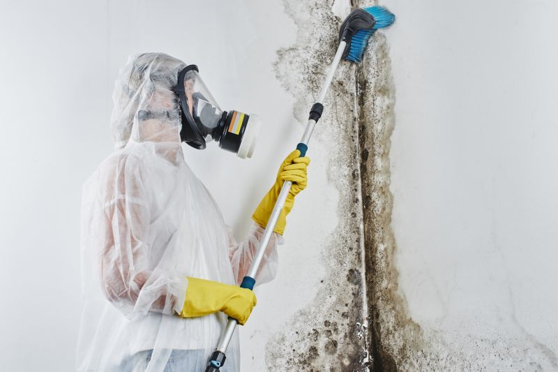 Black Mold Abatement
