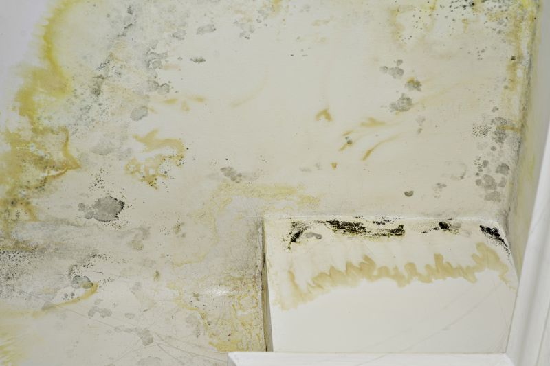 Black Mold Damage
