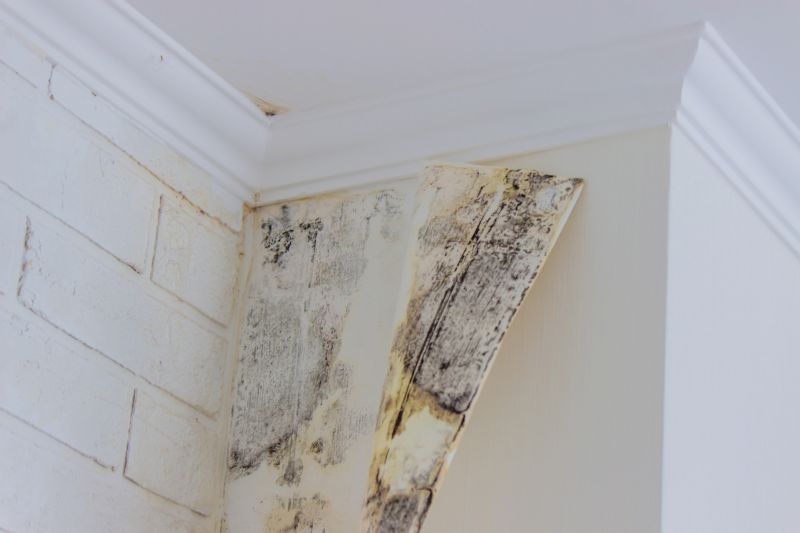 Mold Abatement Service in Essex County, NJ