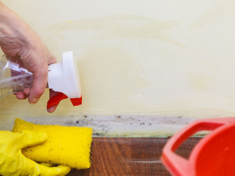 Mold Treatment Service in Boca Raton, FL