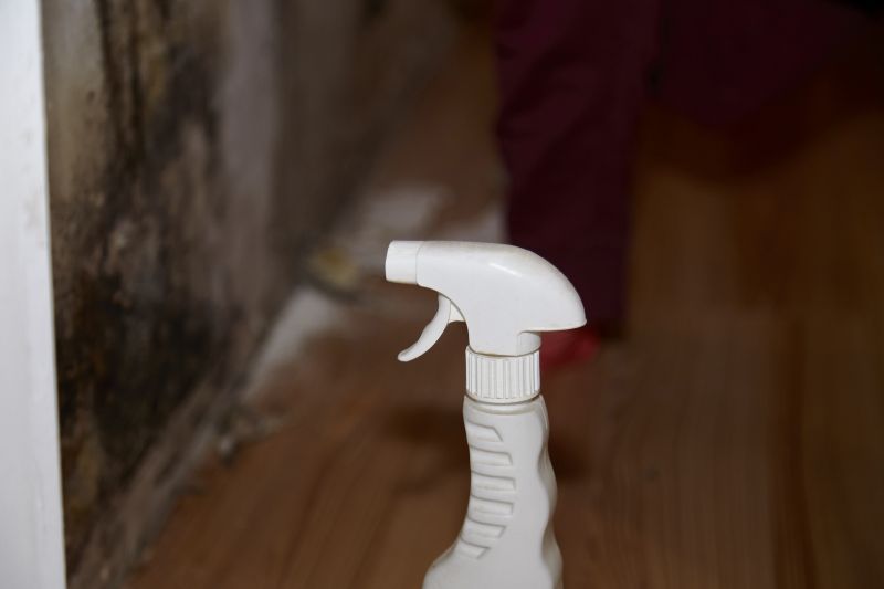 White Mold Mitigation in Boca Raton, FL