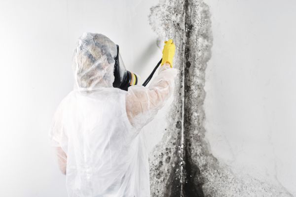 Mold Elimination - Mold Elimination Jacksonville, Florida